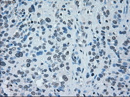 m00165 1 anti irf3 mouse monoclonal antibody clone id oti5d2 ihc testing 14