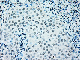 m00165 1 anti irf3 mouse monoclonal antibody clone id oti5d2 ihc testing 15