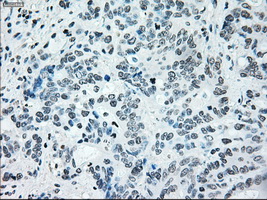 m00165 1 anti irf3 mouse monoclonal antibody clone id oti5d2 ihc testing 16