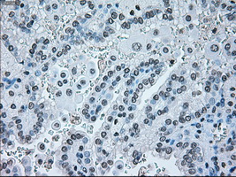 m00165 1 anti irf3 mouse monoclonal antibody clone id oti5d2 ihc testing 17