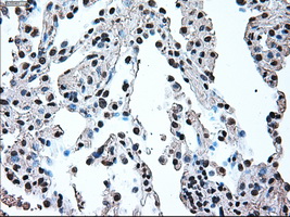 m00165 1 anti irf3 mouse monoclonal antibody clone id oti5d2 ihc testing 18