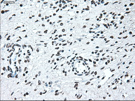 m00165 1 anti irf3 mouse monoclonal antibody clone id oti5d2 ihc testing 5