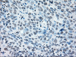 m00165 1 anti irf3 mouse monoclonal antibody clone id oti5d2 ihc testing 6