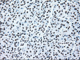 m00165 1 anti irf3 mouse monoclonal antibody clone id oti5d2 ihc testing 7