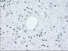 m00165 1 anti irf3 mouse monoclonal antibody clone id oti5d2 ihc testing 8