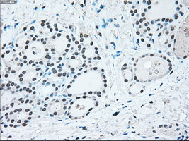 m00165 1 anti irf3 mouse monoclonal antibody clone id oti5d2 ihc testing 9