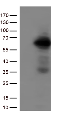 m00165 1 anti irf3 mouse monoclonal antibody clone id oti5d2 wb testing 1