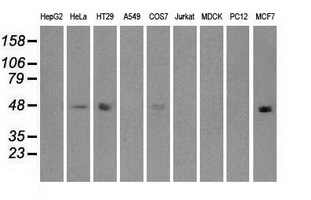 m00165 1 anti irf3 mouse monoclonal antibody clone id oti5d2 wb testing 2
