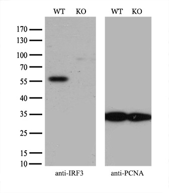 m00165 1 anti irf3 mouse monoclonal antibody clone id oti5d2 wb testing 3
