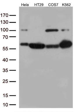 m00165 1 anti irf3 mouse monoclonal antibody clone id oti5d2 wb testing 4