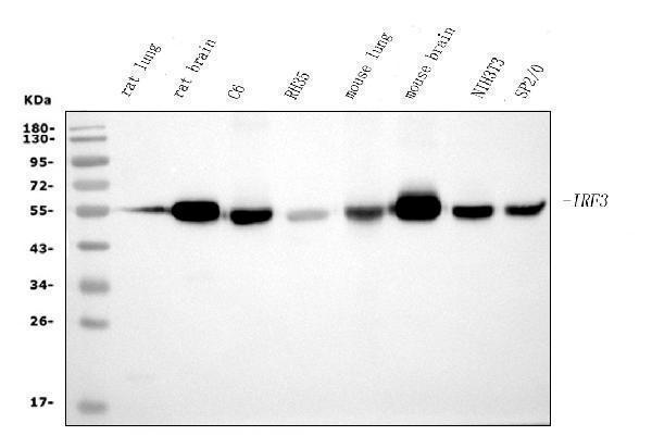  Western blot analysis of IRF3 using anti-IRF3 antibody (M00165-2)
