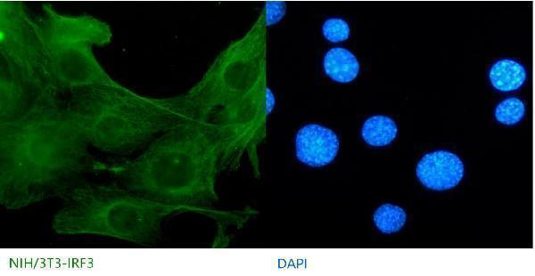 IF analysis of IRF3 using anti-IRF3 antibody (M00165-3) 