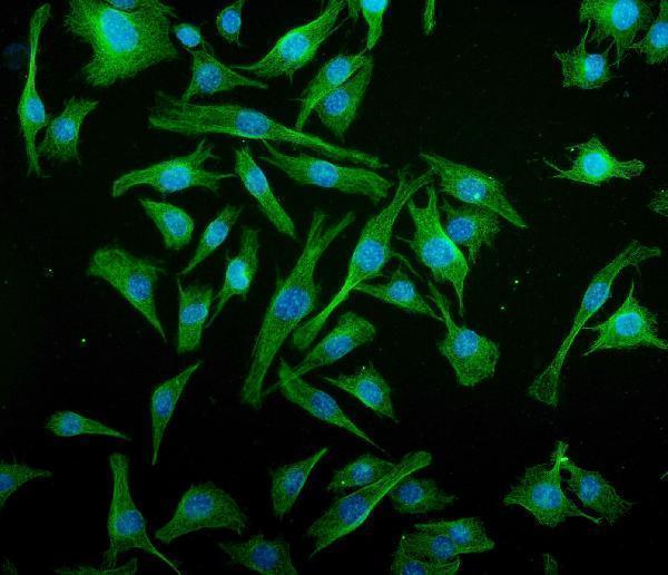  IF analysis of IRF3 using anti-IRF3 antibody (M00165-3)