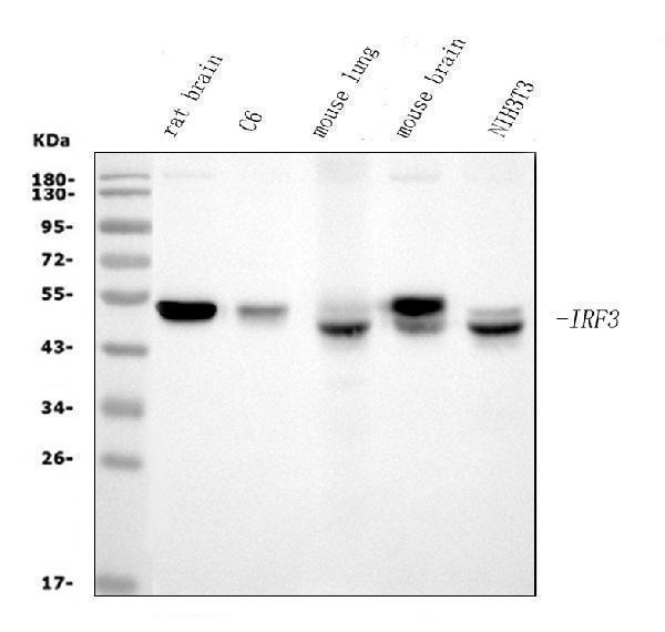 Western blot analysis of IRF3 using anti-IRF3 antibody (M00165-3)