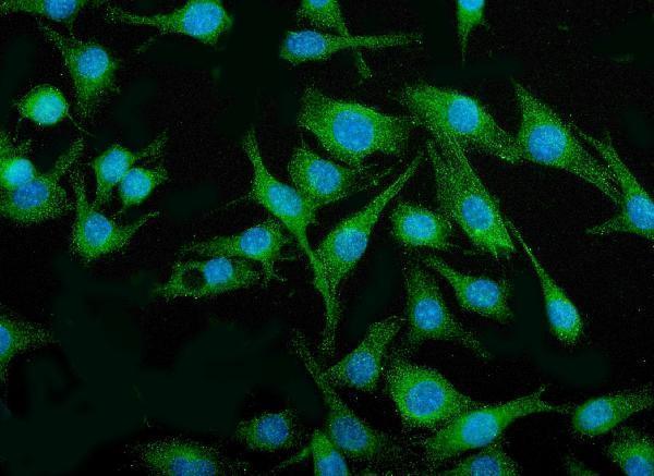 Figure 2 IF analysis of IRF3 using anti-IRF3 antibody (M00165-4)