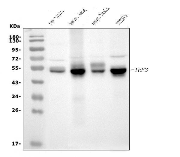  Western blot analysis of IRF3 using anti-IRF3 antibody (M00165-4)