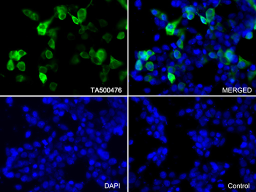 m00165 6 anti irf3 mouse monoclonal antibody clone id oti4d4 if testing 5