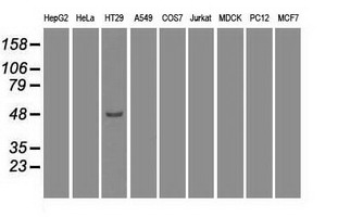 Western blot analysis of extracts (35ug) from 9 different cell lines by usin g anti-IRF3 monoclonal antibody (HepG2: human; HeLa: human; SVT2: mouse; A549: human; COS7: monkey; Jurkat: human; MDCK: canine; PC12: rat; MCF7: human)