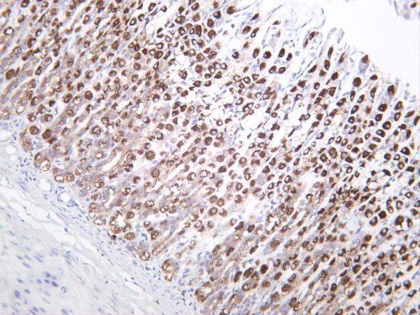 Rat stomach was stained with anti-IRF3 rabbit antibody