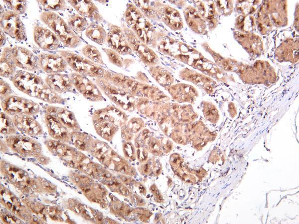 Human stomach was stained with anti-IRF3 rabbit antibody