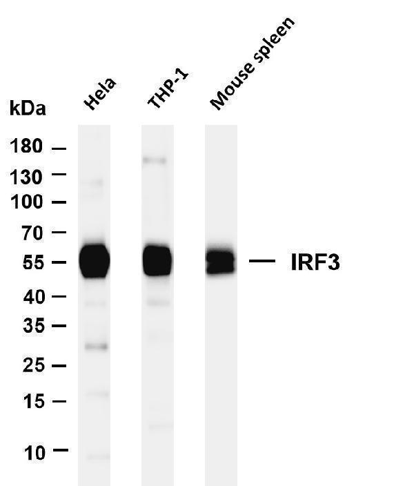 Various whole cell lysates were separated by 4-20% SDS-PAGE, and the membrane was blotted with anti-IRF3 antibody