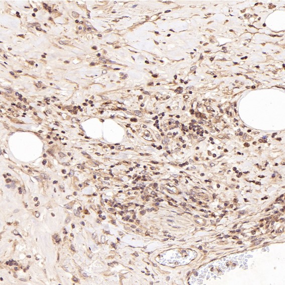 m00165 ihc7