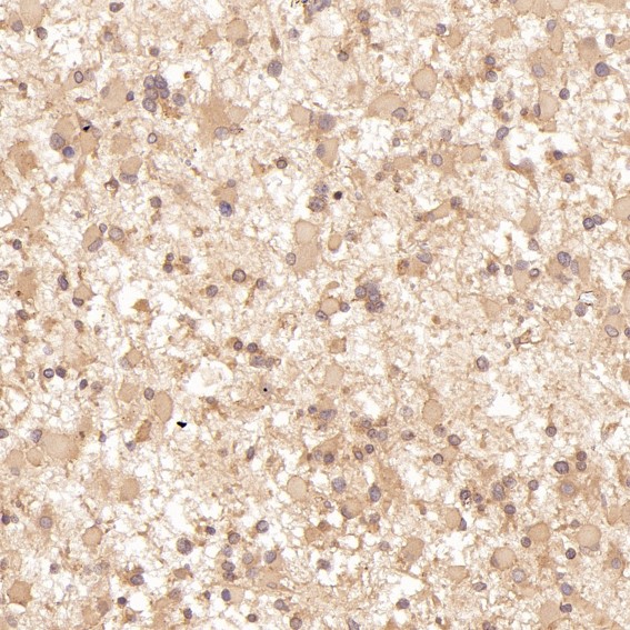 m00165 ihc8