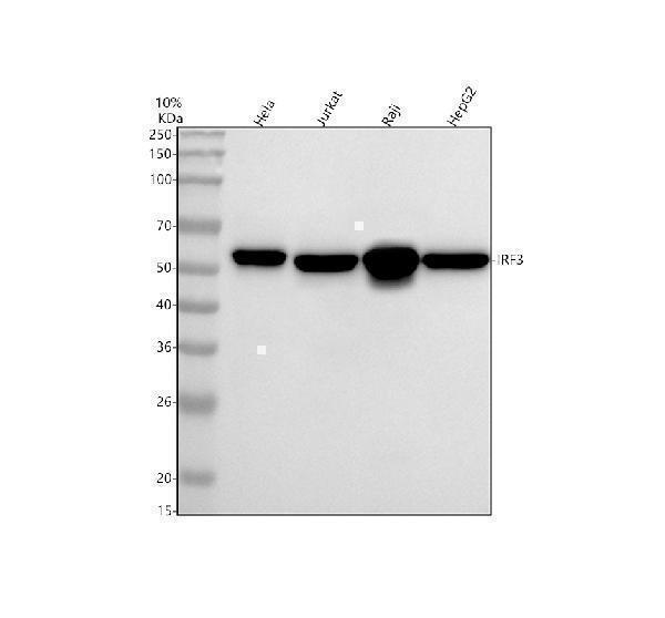  Western blot analysis of IRF3 using anti-IRF3 antibody (M00165)