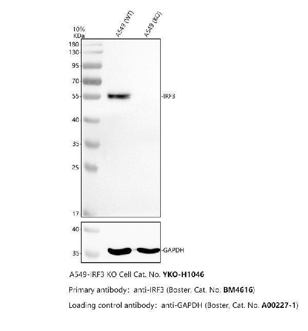 m00165 irf3 primary antibodies wb testing 2