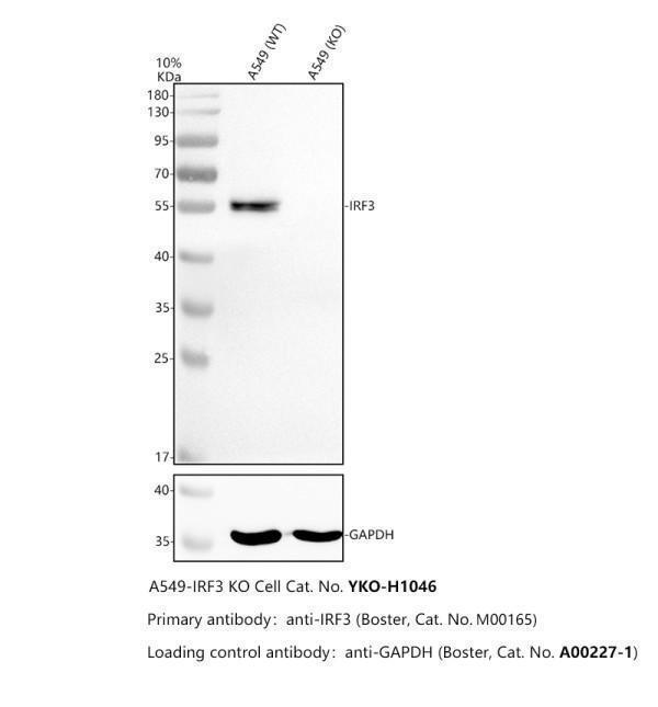 m00165 irf3 primary antibodies wb testing 2_1