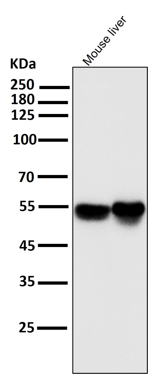 All lanes use the Antibody at 1:2W dilution for 1 hour at room temperature