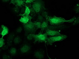 m00166 2 anti cdk2 mouse monoclonal antibody clone id oti2d9 if testing 10