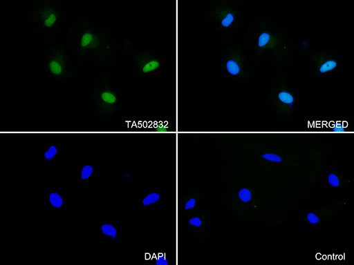 m00166 2 anti cdk2 mouse monoclonal antibody clone id oti2d9 if testing 11