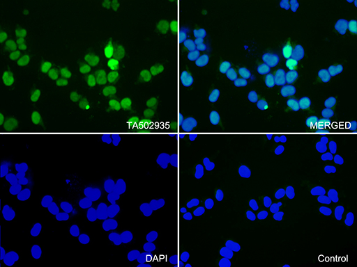 m00166 2 anti cdk2 mouse monoclonal antibody clone id oti2d9 if testing 9