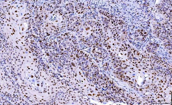  IHC analysis of Cdk2 using anti-Cdk2 antibody (M00166-3)