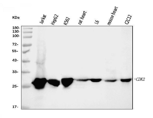  Western blot analysis of Cdk2 using anti-Cdk2 antibody (M00166-3)