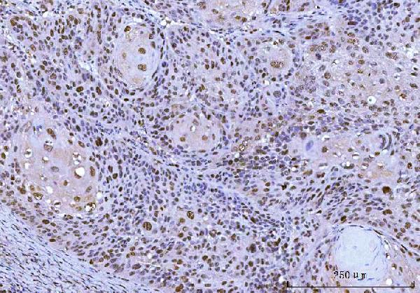  IHC analysis of Cdk2 using anti-Cdk2 antibody (M00166-4)