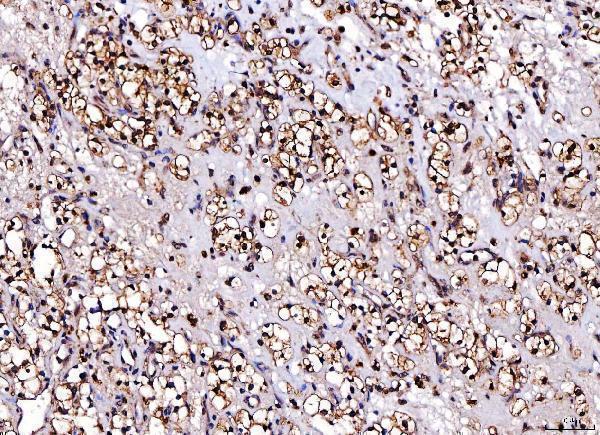 m00166 4 cdk2 primary antibodies ihc testing 4