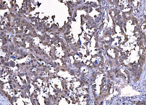 m00166 4 cdk2 primary antibodies ihc testing 5