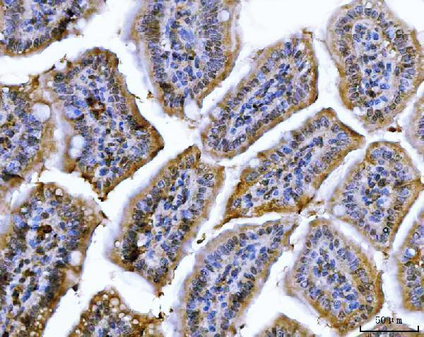 m00166 4 cdk2 primary antibodies ihc testing 6