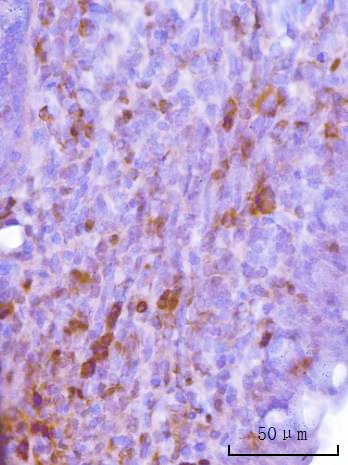 m00166 4 cdk2 primary antibodies ihc testing 7
