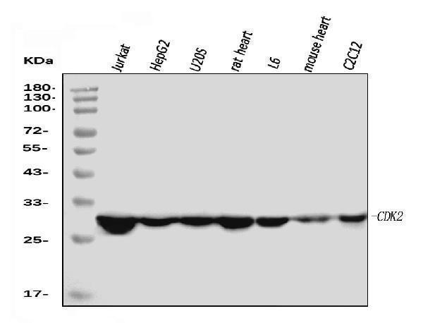 Western blot analysis of Cdk2 using anti-Cdk2 antibody (M00166-4)