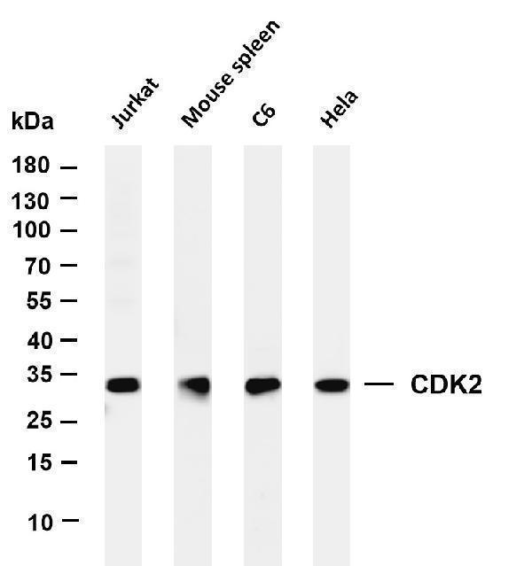 Various whole cell lysates were separated by 4-20% SDS-PAGE, and the membrane was blotted with anti-CDK2 antibody