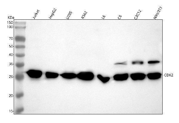  Western blot analysis of CDK2 using anti-CDK2 antibody (M00166)