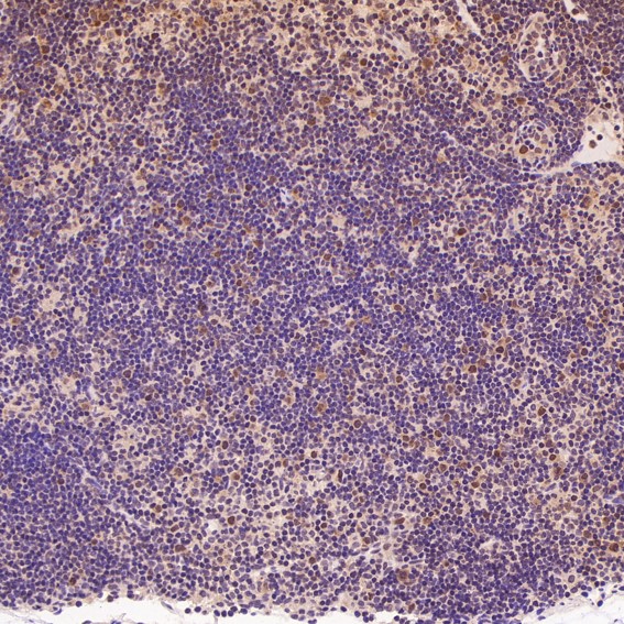 m00166 ihc8
