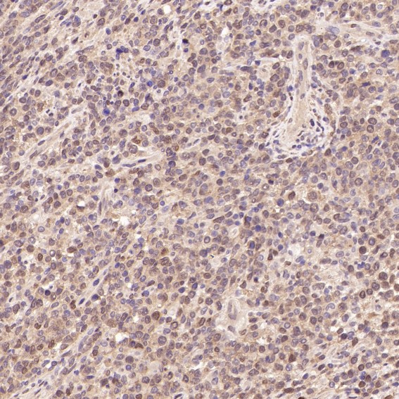 m00166 ihc9