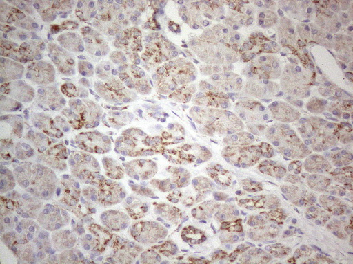 Immunohistochemical staining of paraffin-embedded Human pancreas tissue within the normal limits using anti-MAVS mouse monoclonal antibody