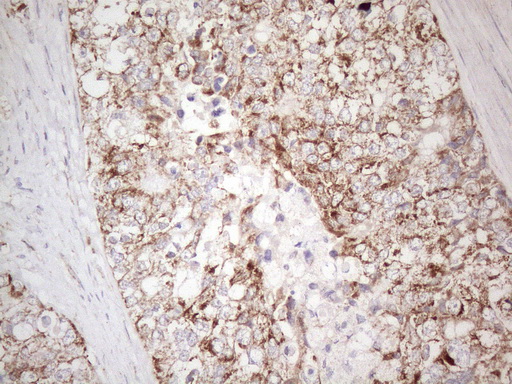 m00169 anti mavs mouse monoclonal antibody clone id oti9c4 ihc testing 4