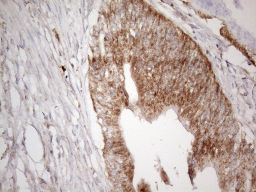 m00169 anti mavs mouse monoclonal antibody clone id oti9c4 ihc testing 5