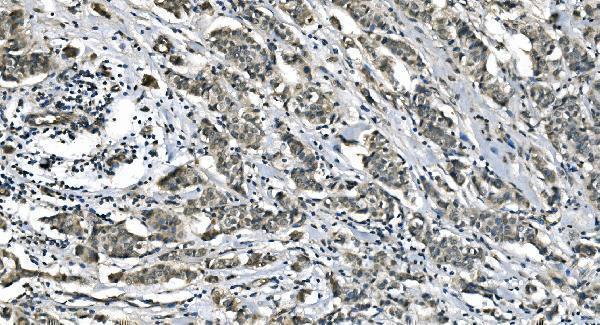 m00170 1 ca1 primary antibodies ihc testing 2